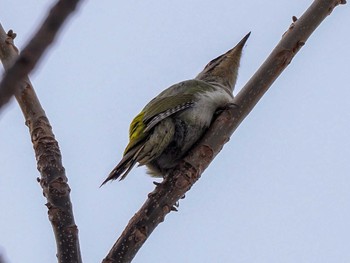 Grey-headed Woodpecker 左股川緑地(札幌市西区) Sun, 3/17/2024