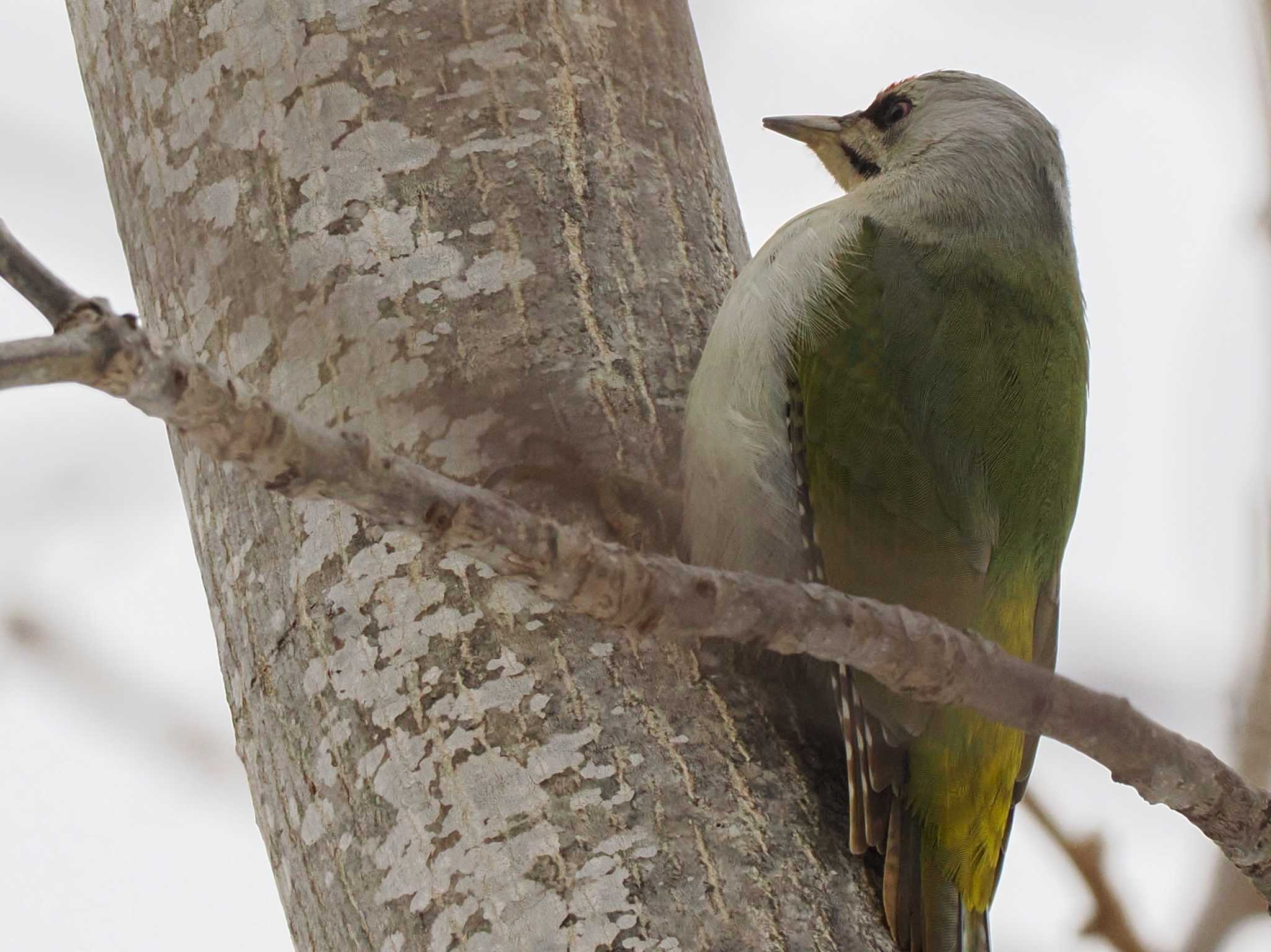 Photo of Grey-headed Woodpecker at 左股川緑地(札幌市西区) by 98_Ark (98ｱｰｸ)