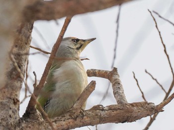 Grey-headed Woodpecker 左股川緑地(札幌市西区) Sun, 3/17/2024