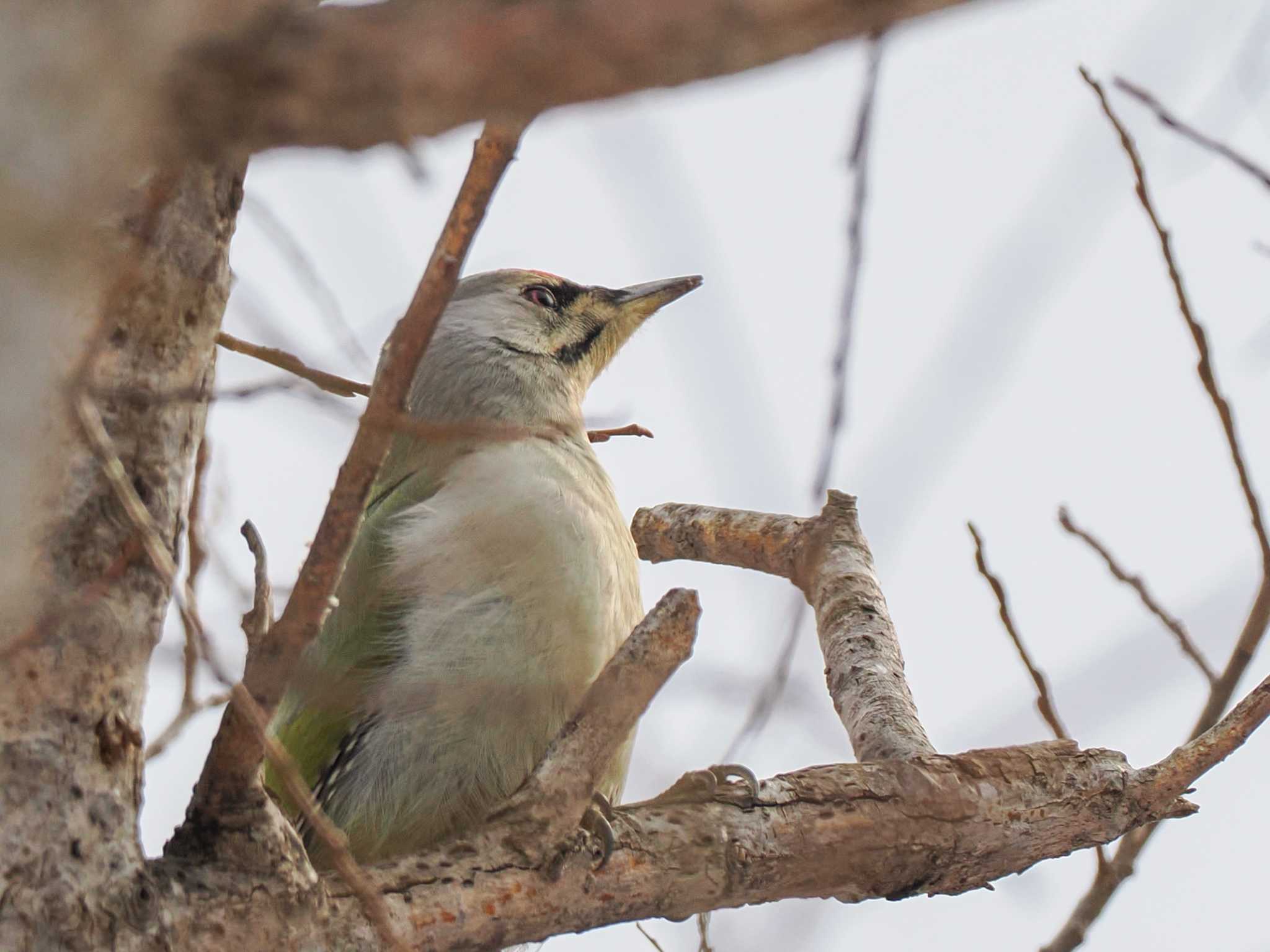 Photo of Grey-headed Woodpecker at 左股川緑地(札幌市西区) by 98_Ark (98ｱｰｸ)