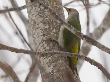 Grey-headed Woodpecker 左股川緑地(札幌市西区) Sun, 3/17/2024