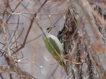 Grey-headed Woodpecker 左股川緑地(札幌市西区) Sun, 3/17/2024