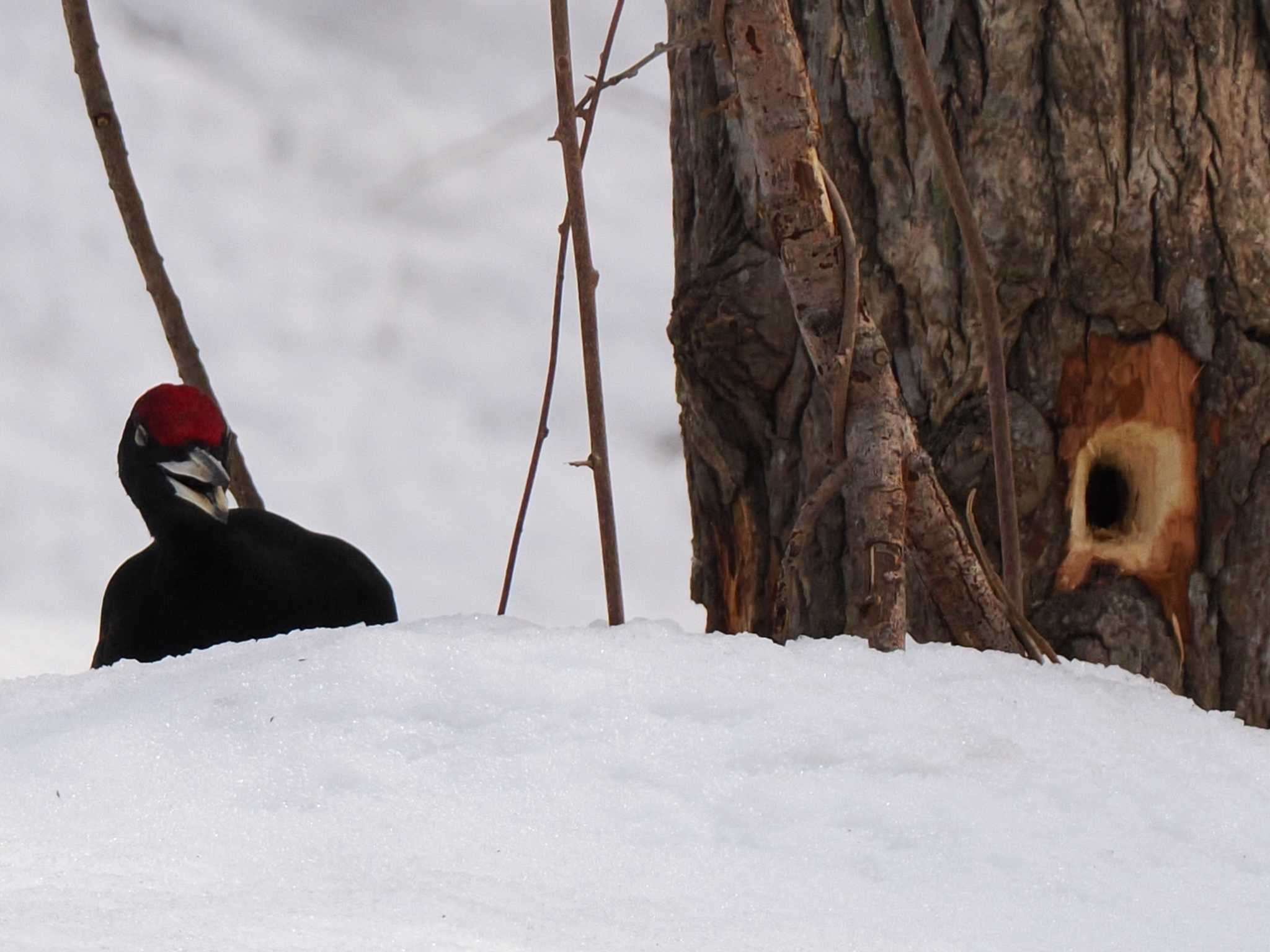 Black Woodpecker