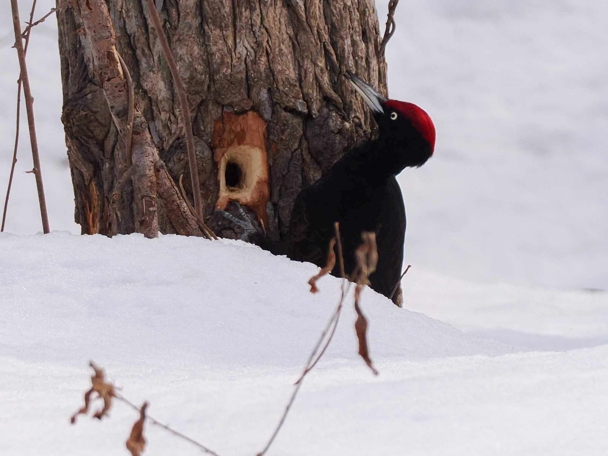 Photo of Black Woodpecker at 左股川緑地(札幌市西区) by 98_Ark (98ｱｰｸ)