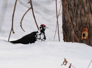 Sun, 3/17/2024 Birding report at 左股川緑地(札幌市西区)