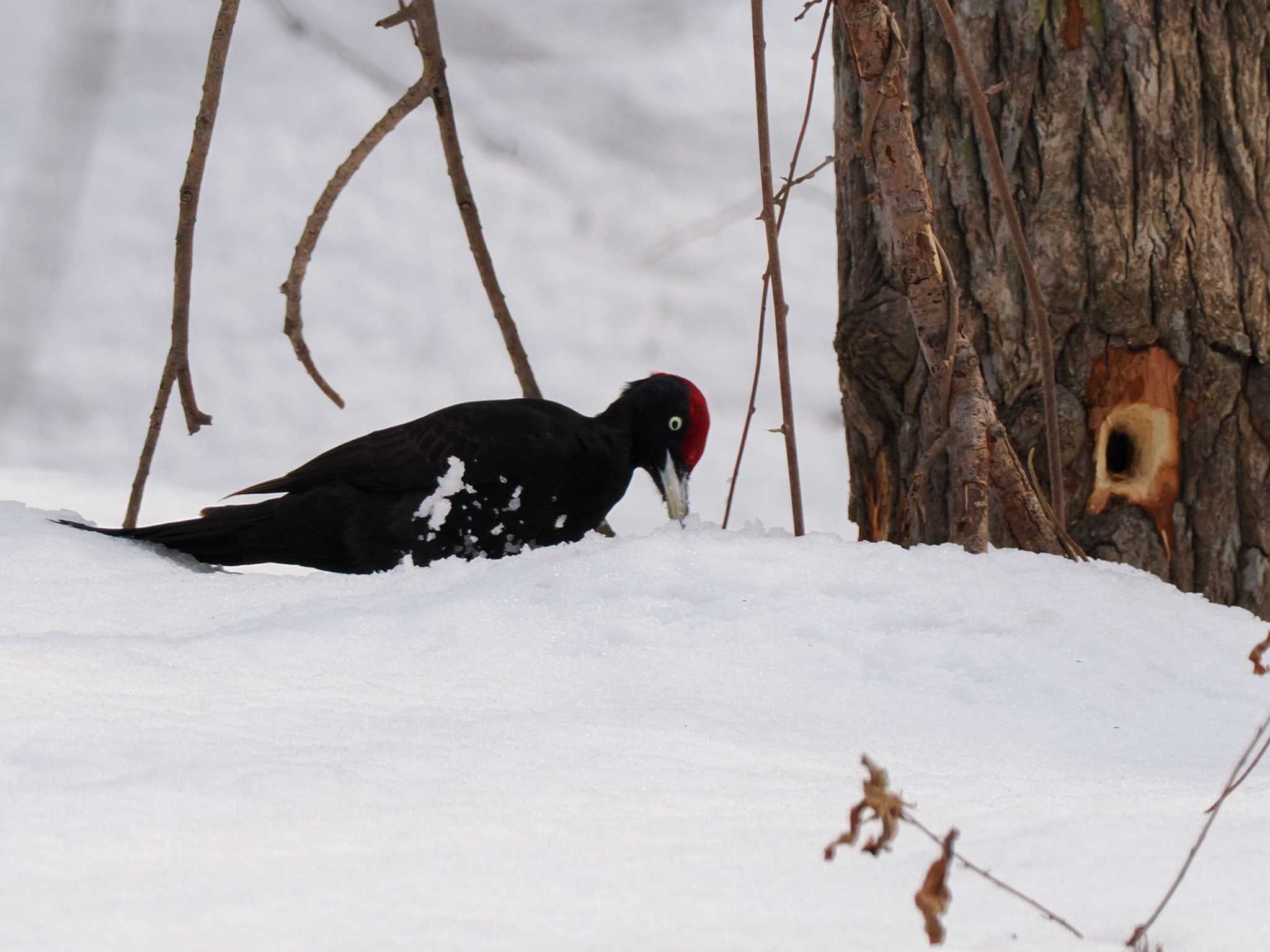 Photo of Black Woodpecker at 左股川緑地(札幌市西区) by 98_Ark (98ｱｰｸ)