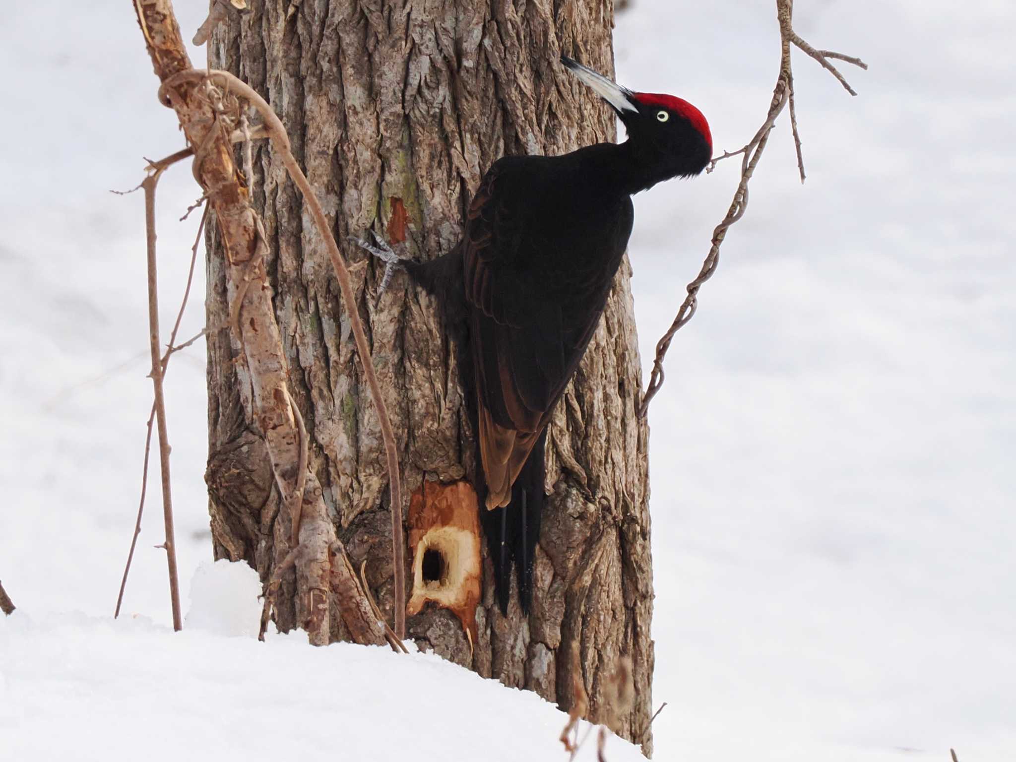 Photo of Black Woodpecker at 左股川緑地(札幌市西区) by 98_Ark (98ｱｰｸ)