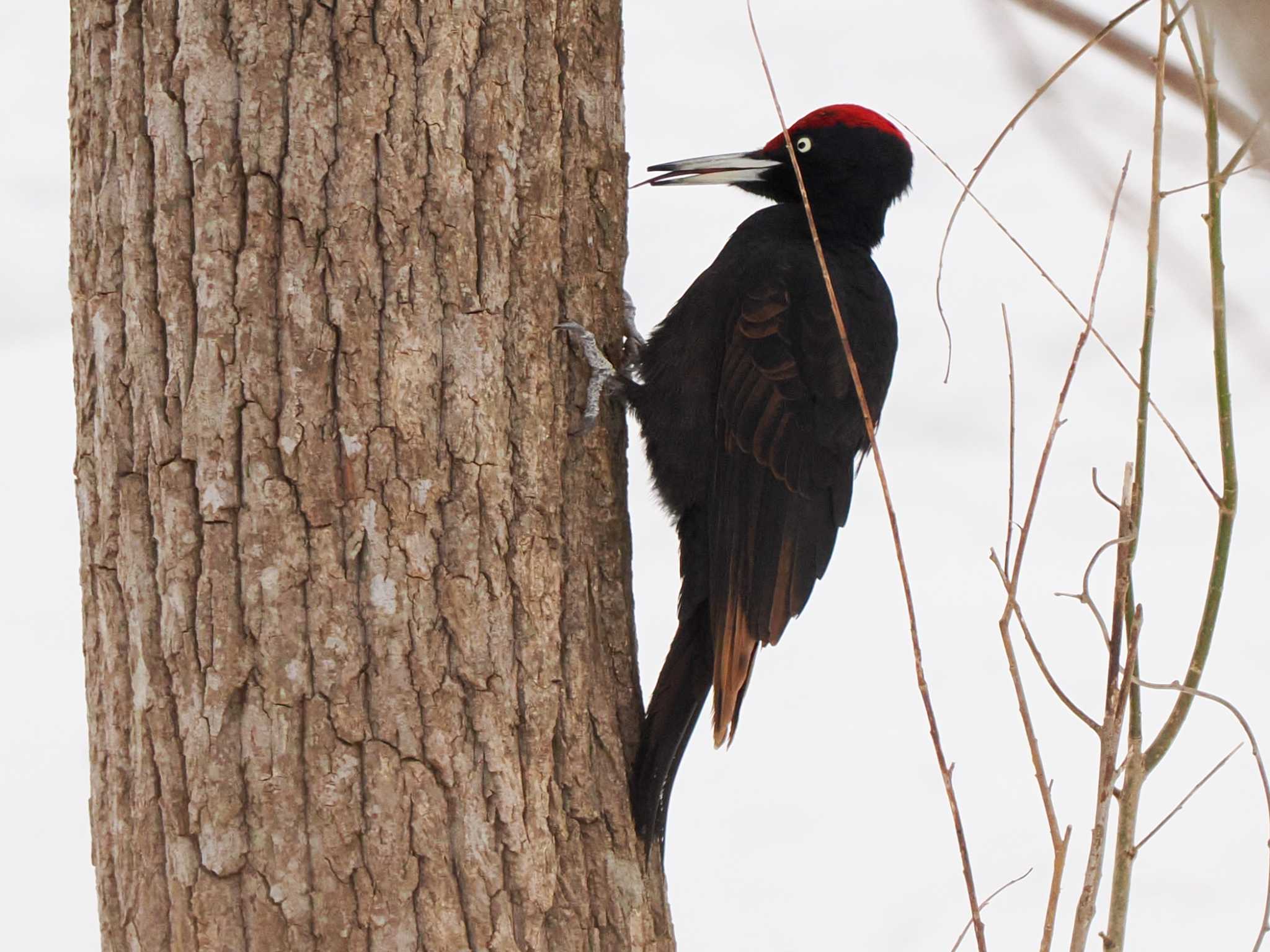 Black Woodpecker