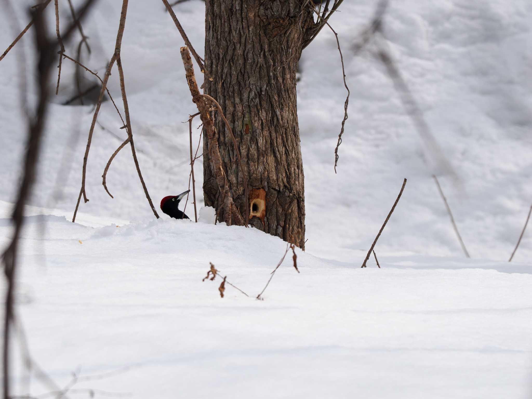 左股川緑地(札幌市西区) クマゲラの写真