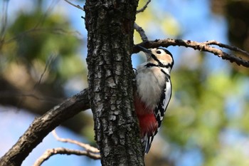 Great Spotted Woodpecker さいたま市 Sun, 3/10/2024