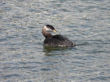 Red-necked Grebe Choshi Fishing Port Sun, 3/17/2024