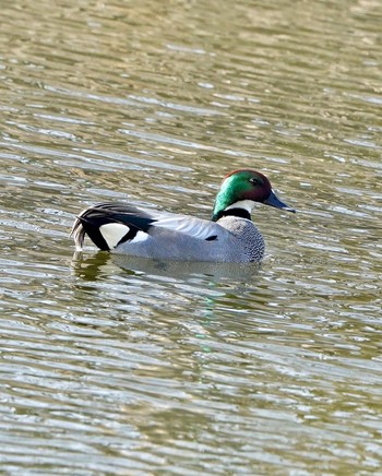 Falcated Duck 群馬県 Sat, 3/16/2024