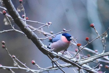 ウソ 早戸川林道 2024年3月11日(月)