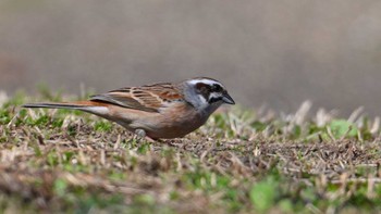 ホオジロ 馬見丘陵公園 2024年3月16日(土)