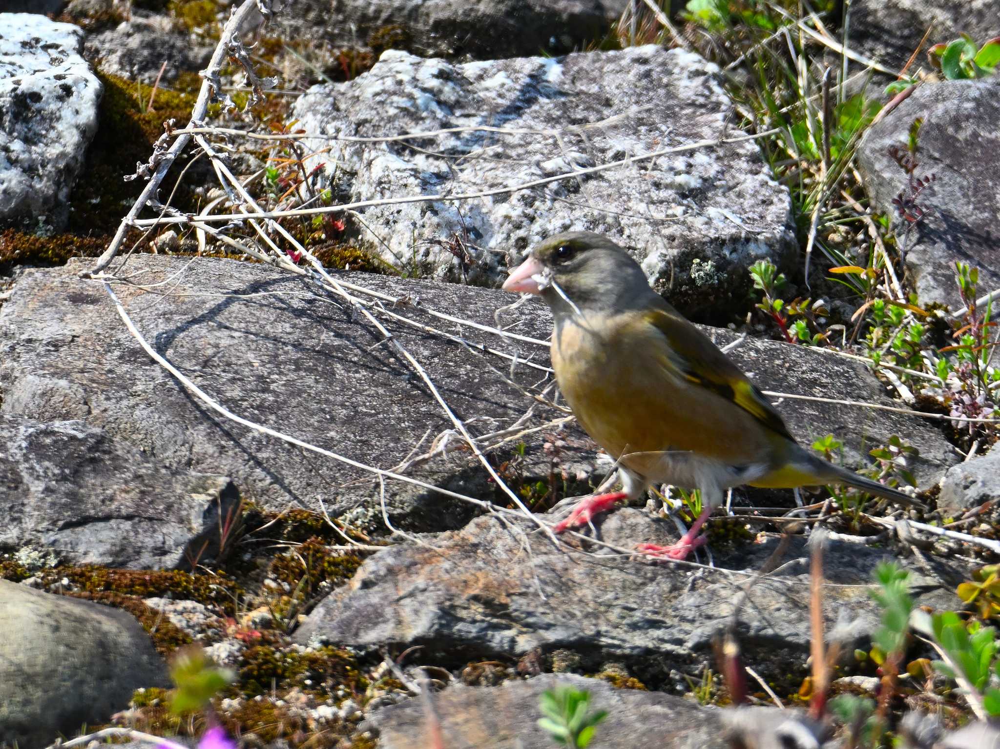 Grey-capped Greenfinch