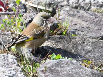 カワラヒワ 馬見丘陵公園 2024年3月16日(土)