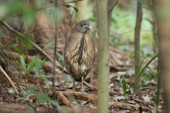 Japanese Night Heron Mizumoto Park Sun, 3/17/2024