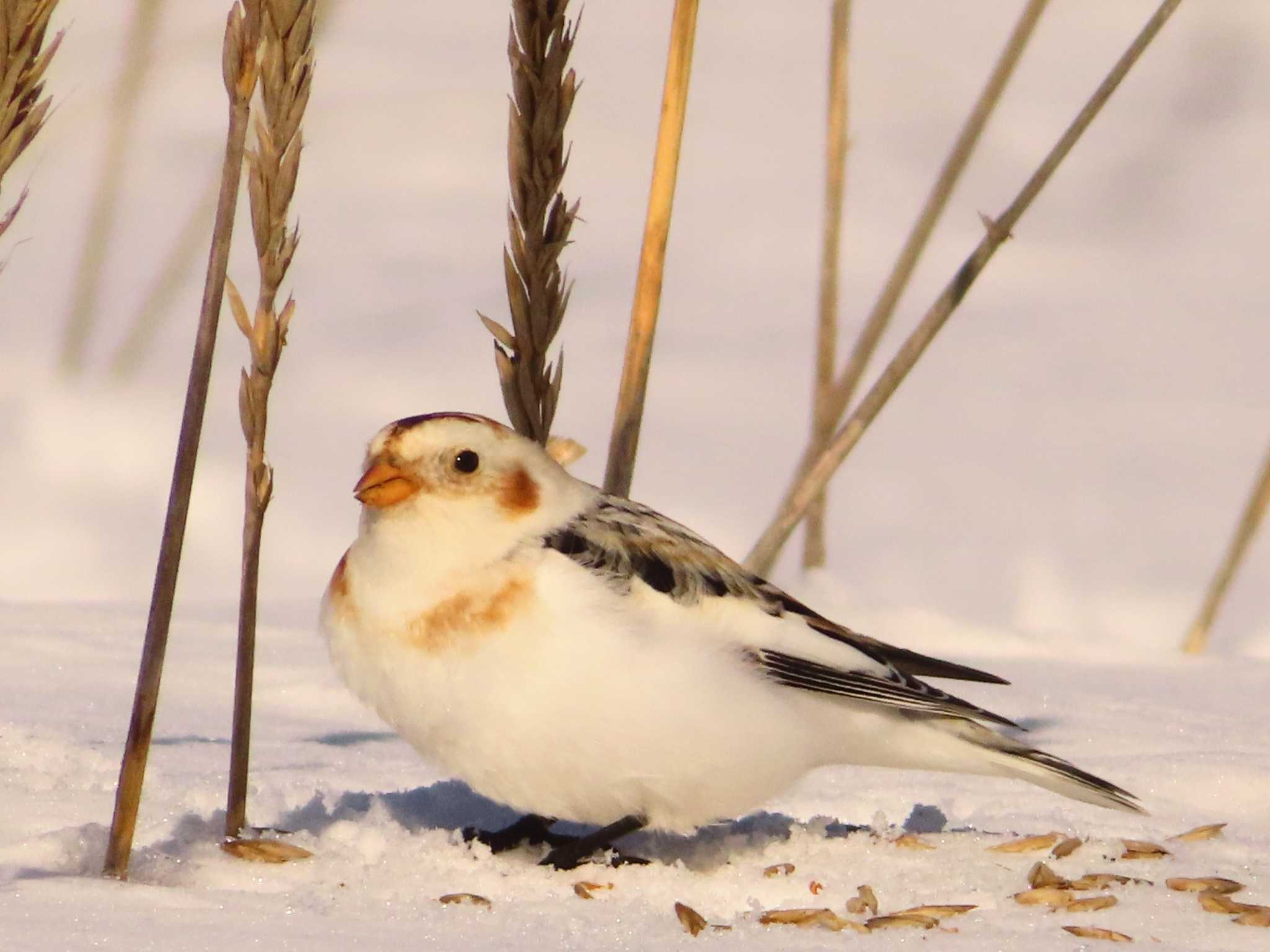 Photo of Snow Bunting at 鵡川河口 by ゆ