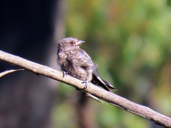 Dusky Woodswallow Budderoo National Park, NSW, Australia Sat, 3/9/2024