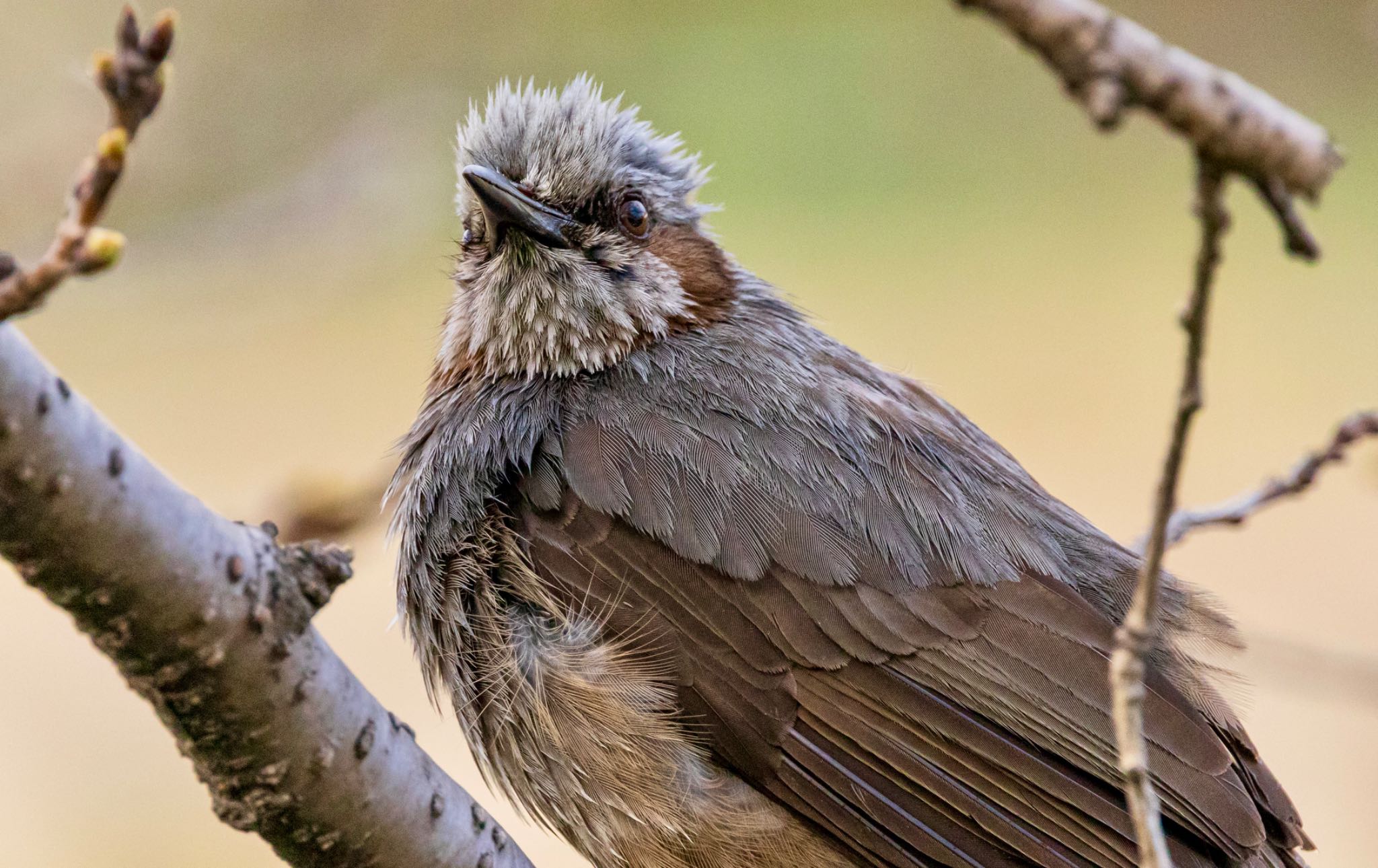 Brown-eared Bulbul