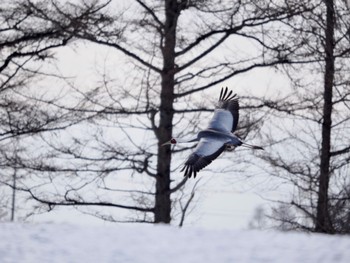 White-naped Crane 鶴居・伊藤タンチョウサンクチュアリ Sun, 2/25/2024