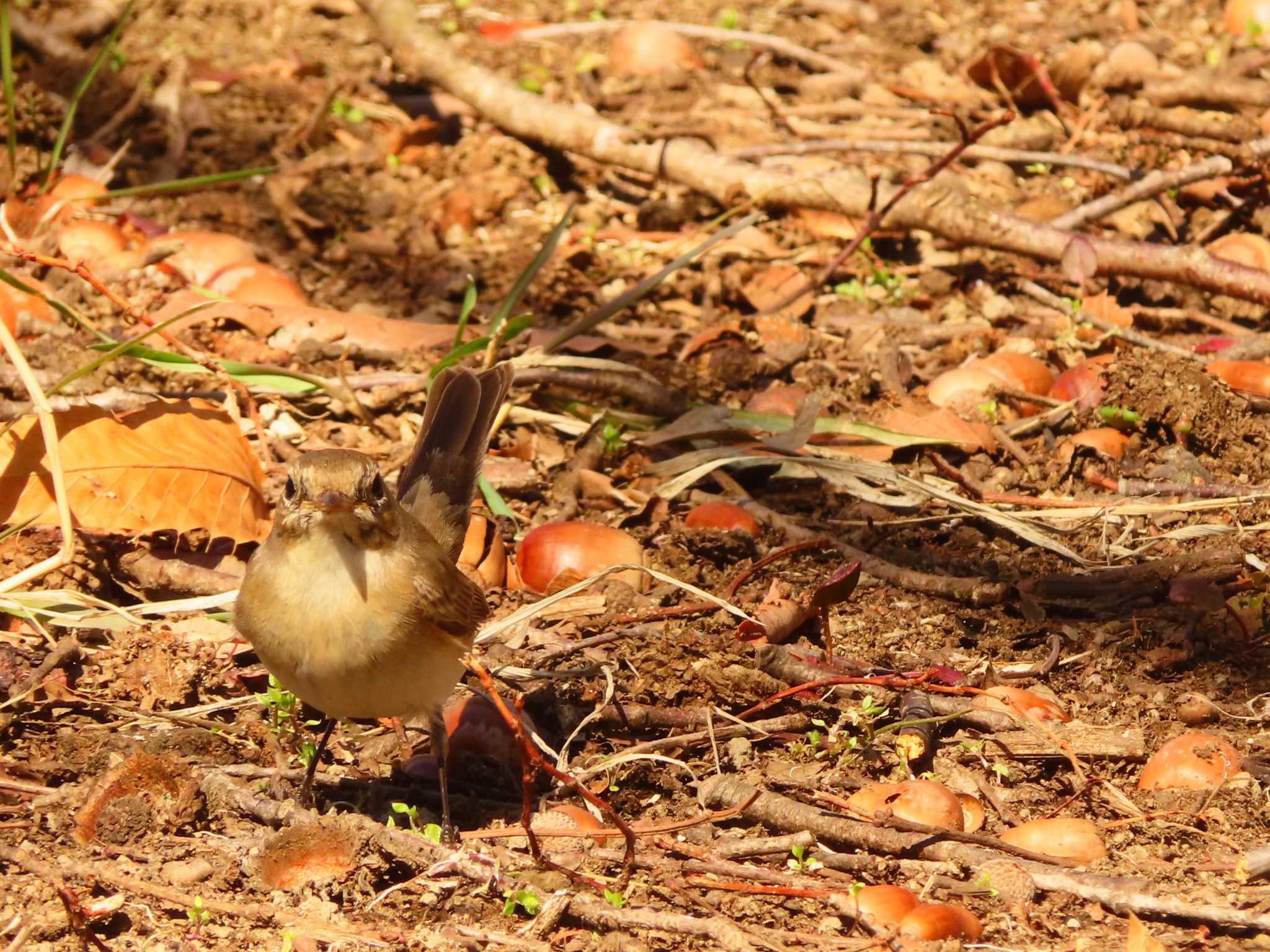 Red-breasted Flycatcher