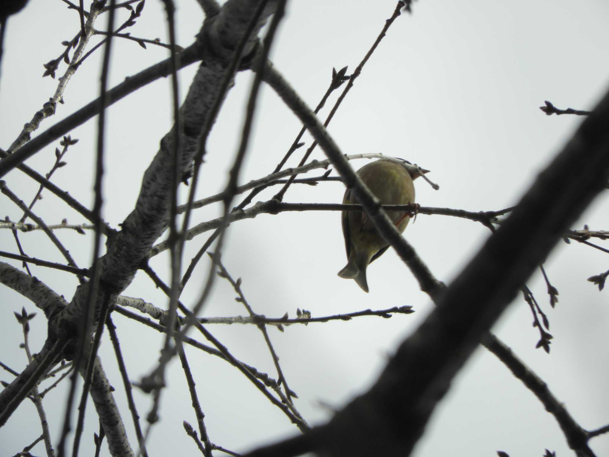 Grey-capped Greenfinch