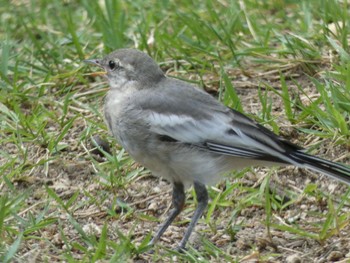 White Wagtail Nara Park Wed, 7/26/2023