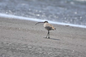 ホウロクシギ 船橋三番瀬 2024年3月17日(日)