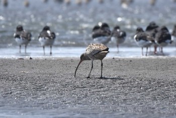 Far Eastern Curlew 船橋三番瀬 Sun, 3/17/2024