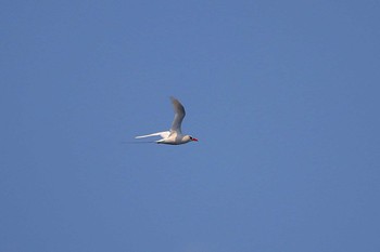 Red-tailed Tropicbird Banda Sea (Indonesia) Wed, 10/24/2018