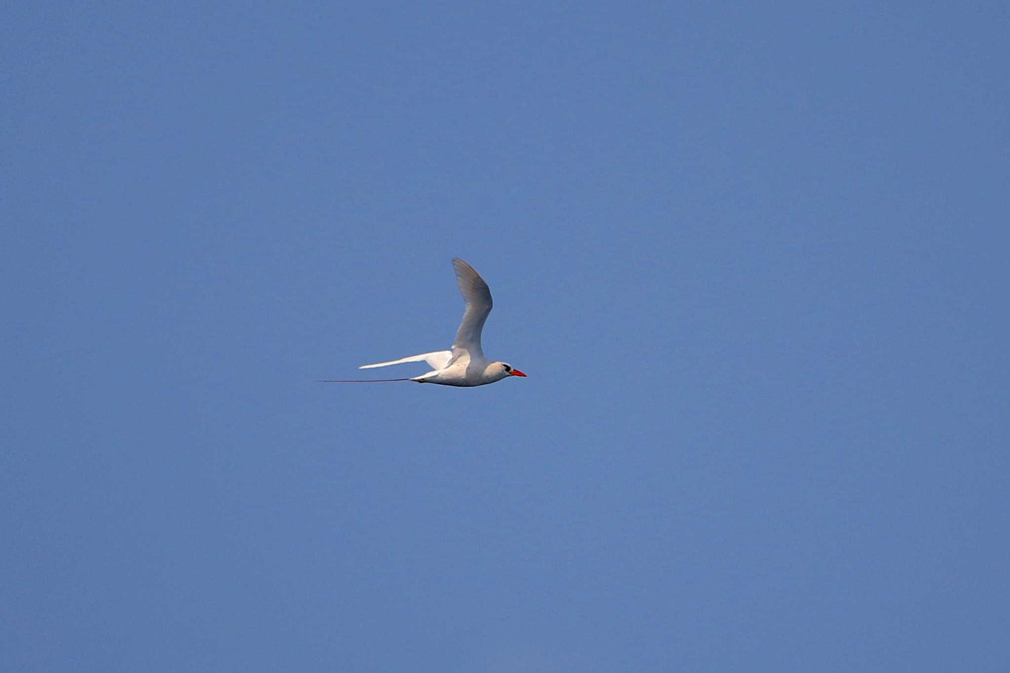 Red-tailed Tropicbird