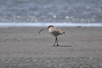 Far Eastern Curlew 船橋三番瀬 Sun, 3/17/2024