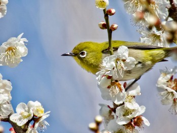 メジロ 波志江沼環境ふれあい公園 2024年2月24日(土)