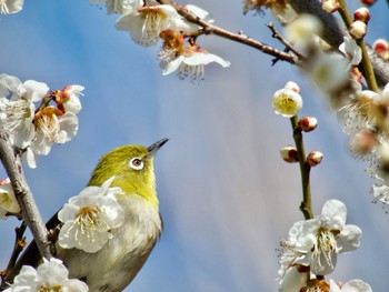 メジロ 波志江沼環境ふれあい公園 2024年2月24日(土)