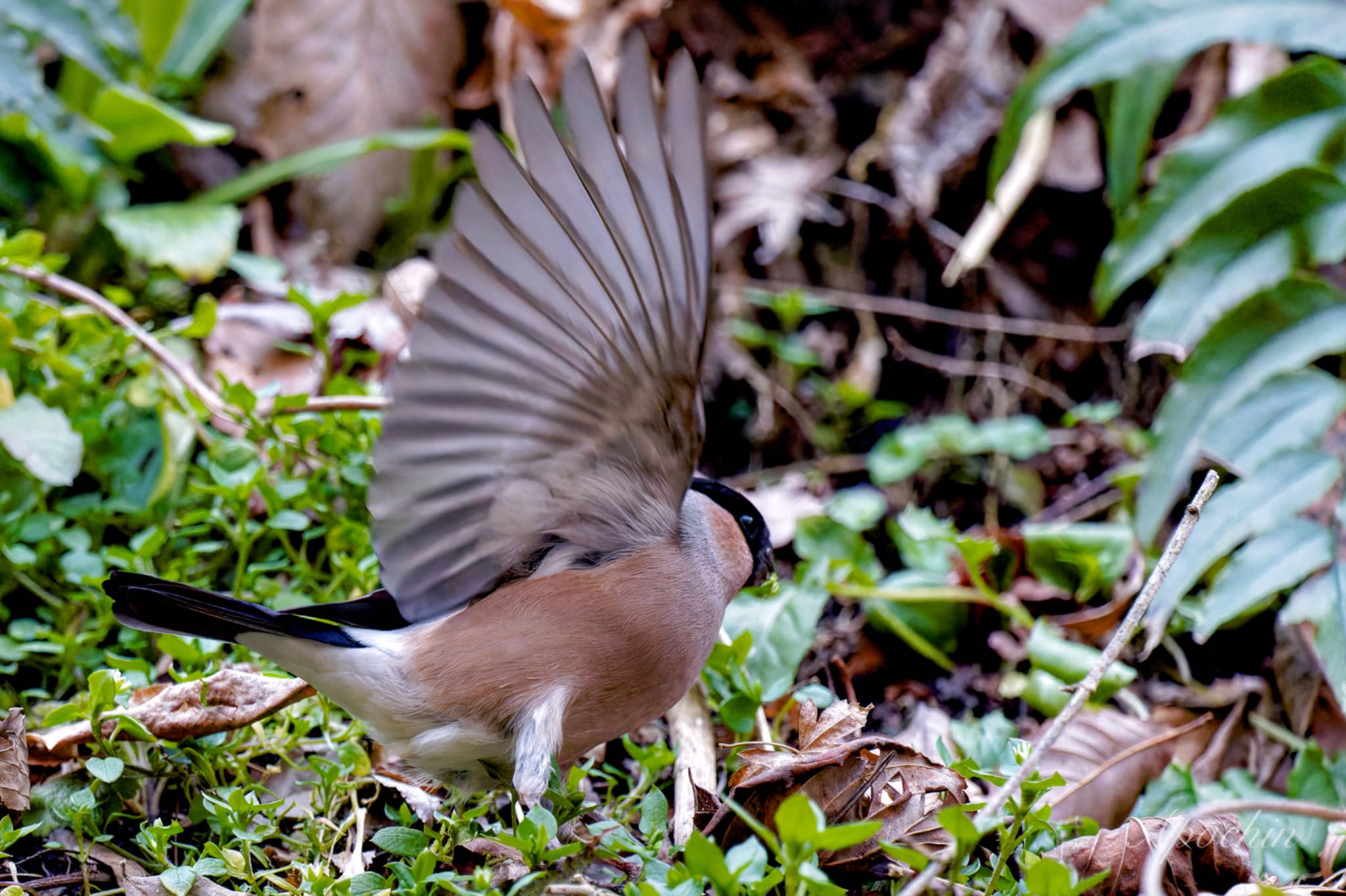 Photo of Eurasian Bullfinch at Hayatogawa Forest Road by アポちん