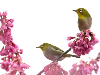 2024年3月17日(日) 奈良の小川の野鳥観察記録