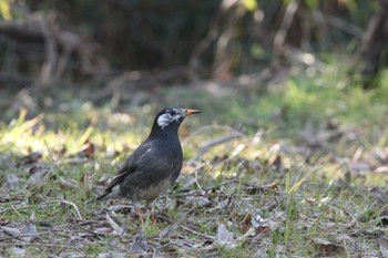 White-cheeked Starling 自宅近辺 Mon, 2/12/2024