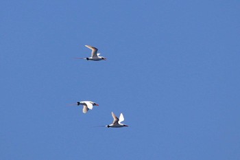 Red-tailed Tropicbird Banda Sea (Indonesia) Wed, 10/24/2018