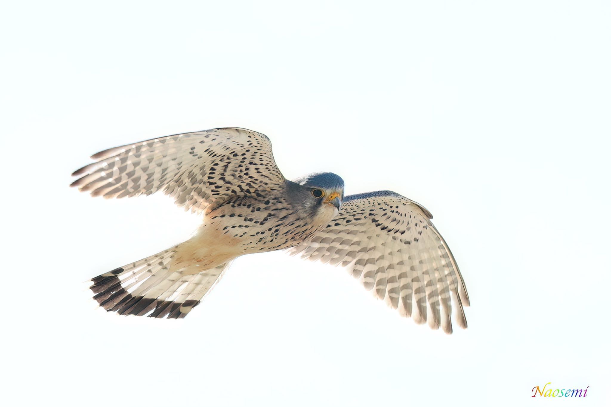 Photo of Common Kestrel at 利根川 by Naosuke