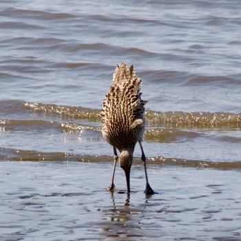 Far Eastern Curlew Kasai Rinkai Park Sat, 3/16/2024