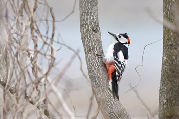 Great Spotted Woodpecker 安曇野 Sun, 3/17/2024