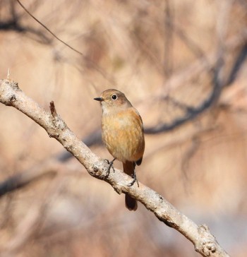 Daurian Redstart Unknown Spots Mon, 2/12/2024