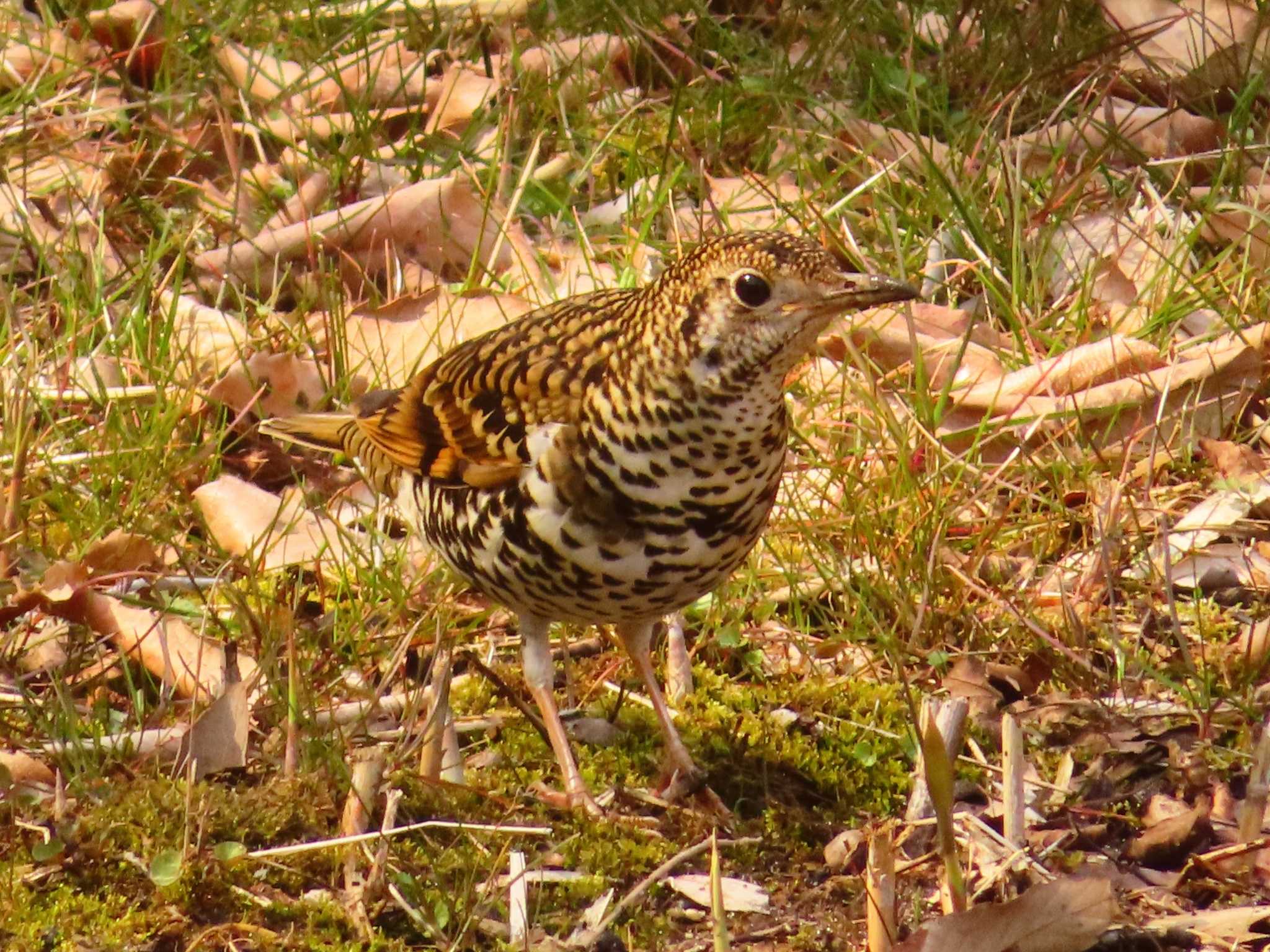 White's Thrush