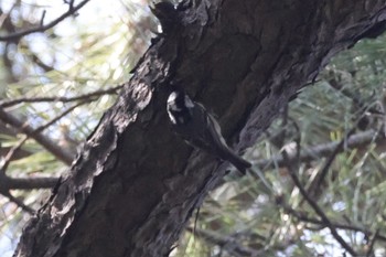 Coal Tit 国立科学博物館附属自然教育園 (港区, 東京) Sun, 3/17/2024