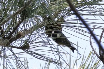 Coal Tit 国立科学博物館附属自然教育園 (港区, 東京) Sun, 3/17/2024