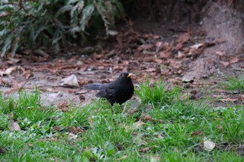 Chinese Blackbird Frankfurt Sun, 3/17/2024