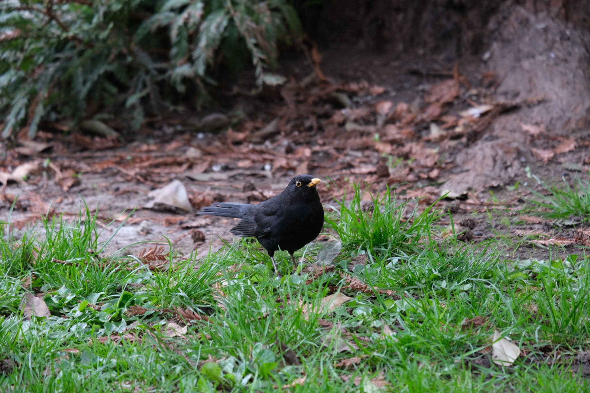 Photo of Chinese Blackbird at Frankfurt by hidebonn