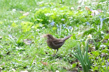 Chinese Blackbird Frankfurt Sun, 3/17/2024