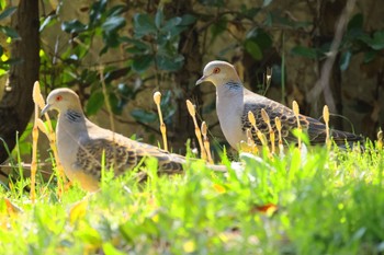 Oriental Turtle Dove 河川湖公園 Sat, 3/16/2024